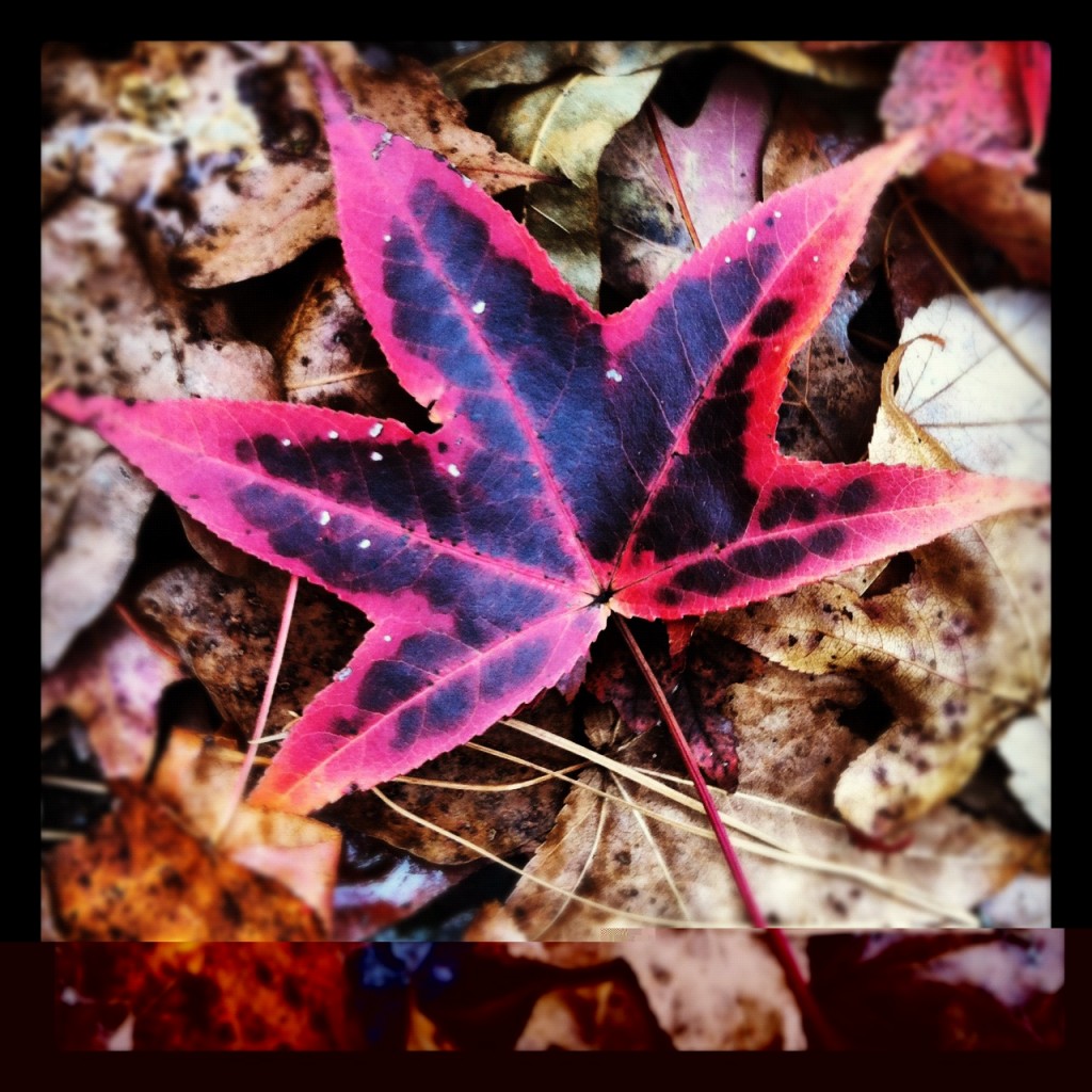 Wordless Wednesday: Fall