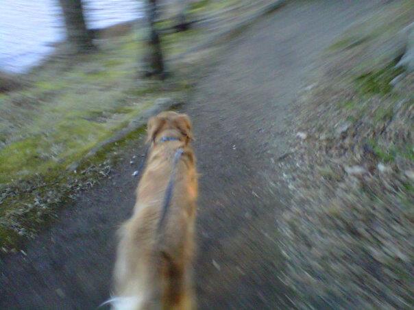 Duke at the Peaks of Otter Duke, Peaks of Otter, Bedford