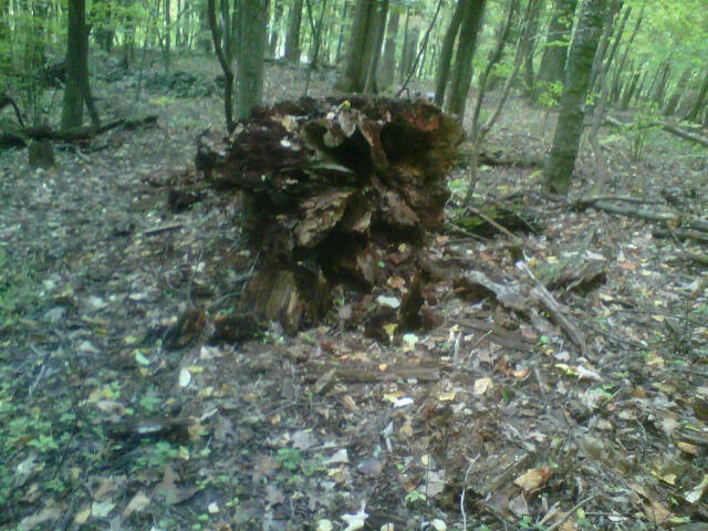 Fallen tree