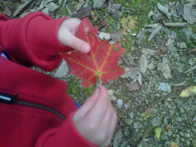 Red leaf