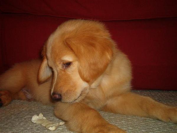 My dog as a puppy